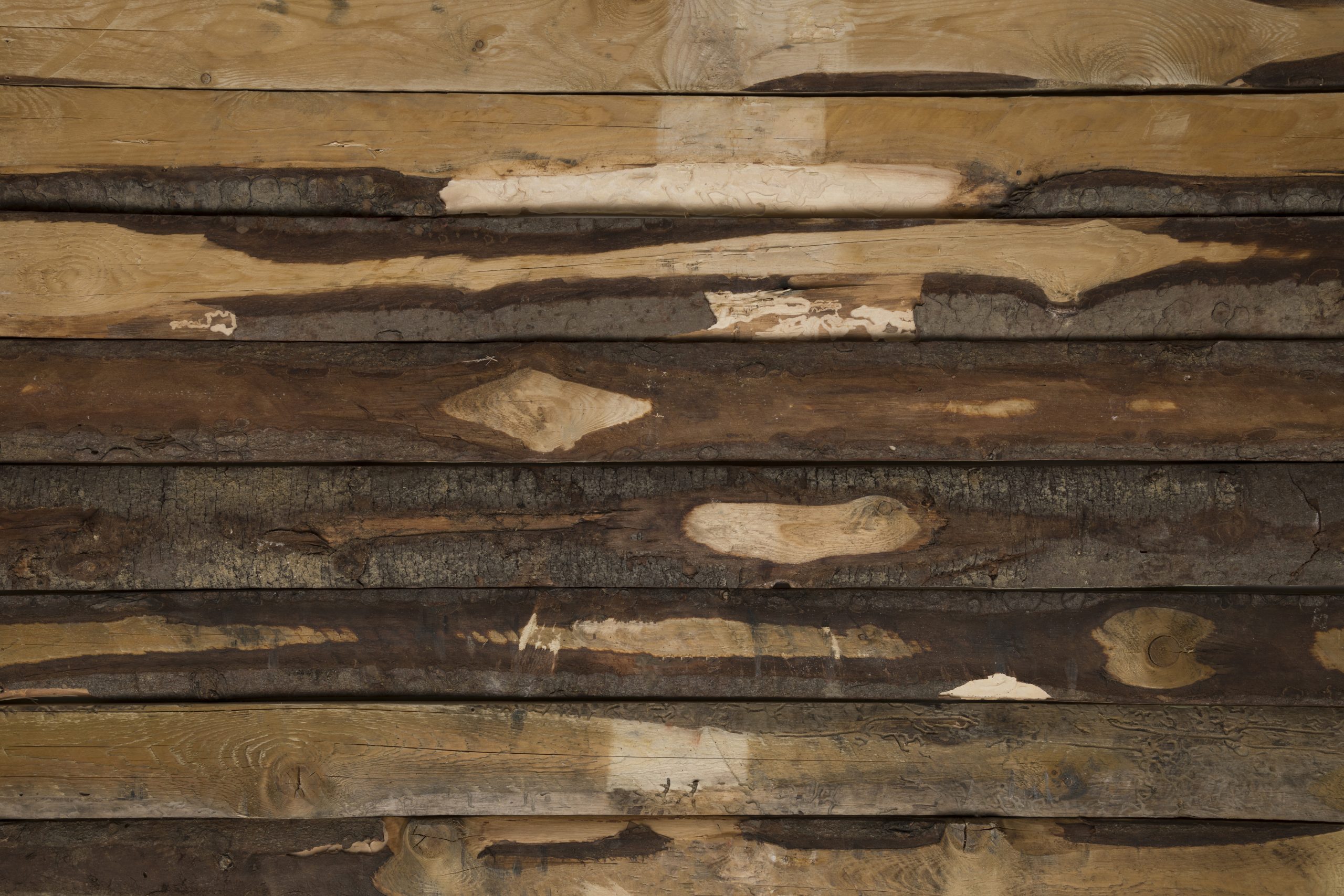 Combattere l'acaro del legno strategie efficaci per salvare i tuoi mobili